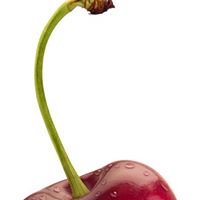 Jane Cherry Photo 34