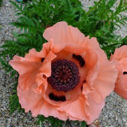 Michele Upton Photo 18