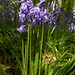 Gladys Wells Photo 17