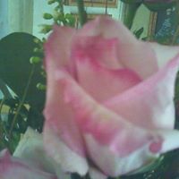 Constance Rose Photo 24