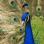 Mike Peacock Photo 17