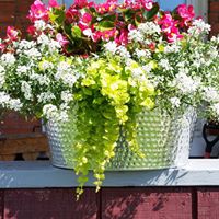 Barbara Locke Photo 24