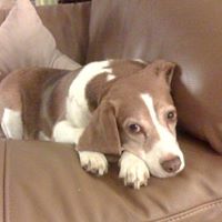 Chester Russell Photo 1