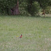 Ann Robin Photo 20