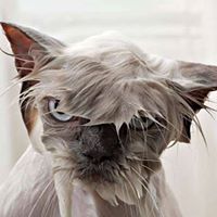 Michelle Massaro Photo 14