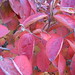 Rosetta Bush Photo 10