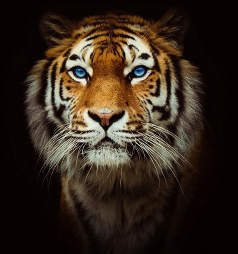 Jose Linares Photo 15