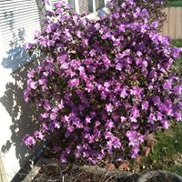 Kathy Parish Photo 7