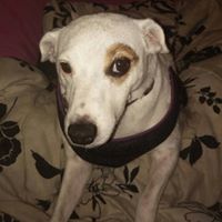 Steven Hackman Photo 5