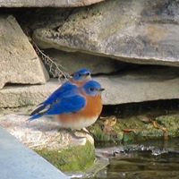 Steve Harman Photo 33