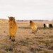 Cindy Gallagher Photo 33