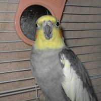 Charles Bird Photo 22