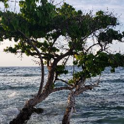 Mohamed Rasheed Photo 14