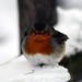 Robin Doering Photo 15
