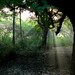 Hope Wood Photo 30