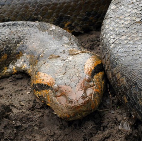 Archie Stone Photo 10 Archie Stone Photo 10