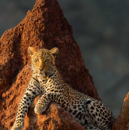 Connie Hernandez Photo 39