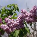Deborah Lindley Photo 19