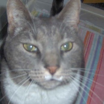 Cheryl Brown Photo 20