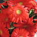 Tracy Flowers Photo 14