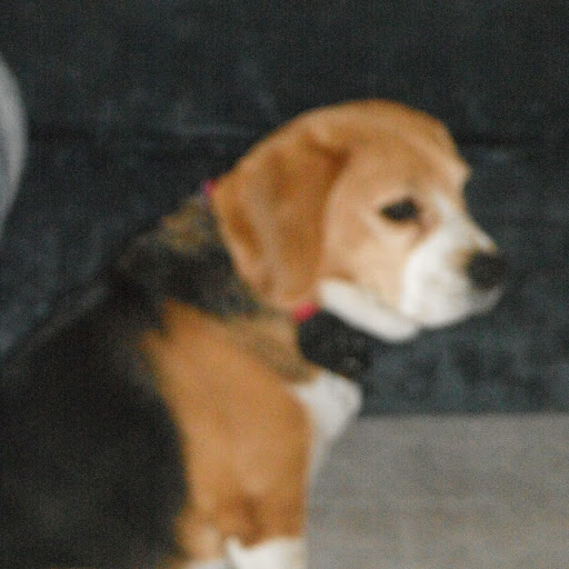 Debra Miles Photo 18