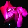 Sharon Arnold Photo 7