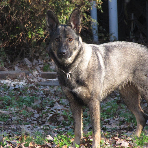 Cindy Simmons Photo 17