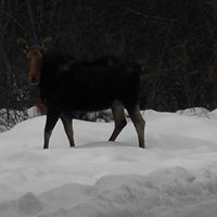 Carolyn Kitchens Photo 3