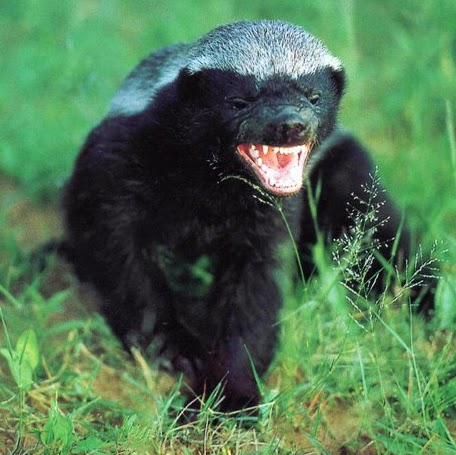 Michael Reddick Photo 34