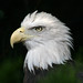 Sherry Eagle Photo 16