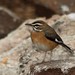 Robin Beard Photo 44
