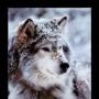 Carol Patrick Photo 19