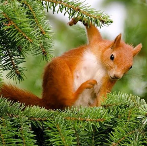 Peter Hebert Photo 35