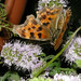 Robert Le Photo 46