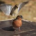 Glen Bird Photo 18
