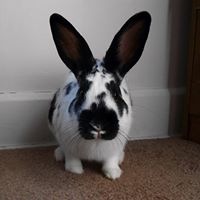 Joy Stewart Photo 10