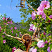 Diane Rose Photo 46