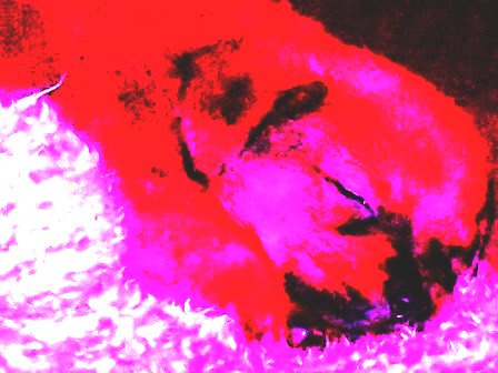 Patricia Campbell Photo 21