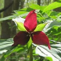 Christine Pettit Photo 26
