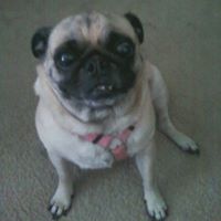 Debbie Franz Photo 12
