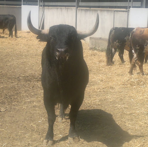 Patrick Fitzgibbon Photo 17