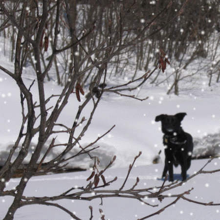 Susan Stratton Photo 14