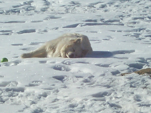 Debbie Howe Photo 13