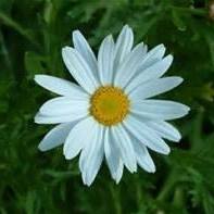 Suzanne Hinton Photo 10