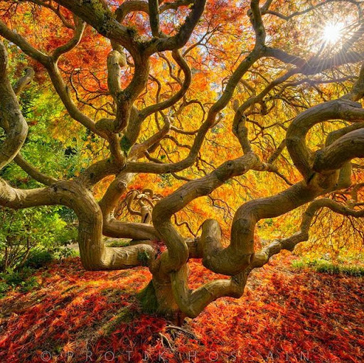 Ann Mcfarland Photo 12