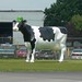 John Holstein Photo 35