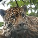 Angela Leopard Photo 9