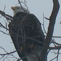 Susan Jelinek Photo 4