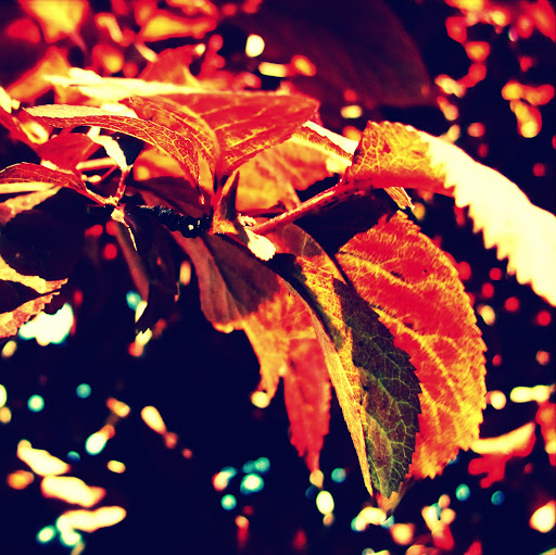 Cathy Wolfe Photo 31