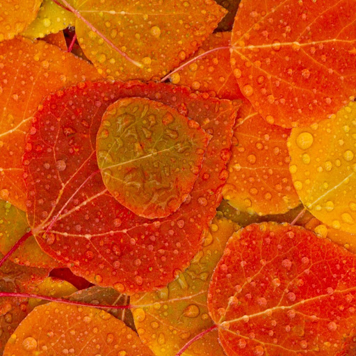 Cecilia Evans Photo 5